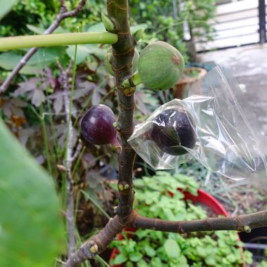 Weerapon's garden