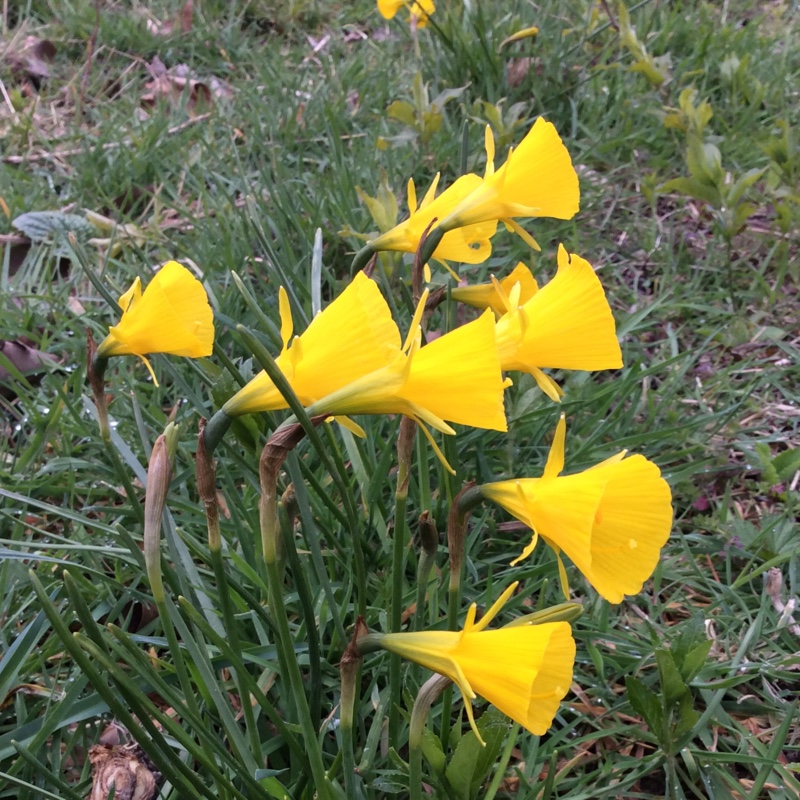 Plant image Narcissus 'Oxford Gold'