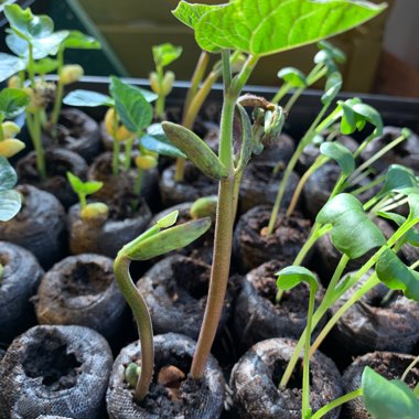 Bush Bean 'Royal Burgundy'