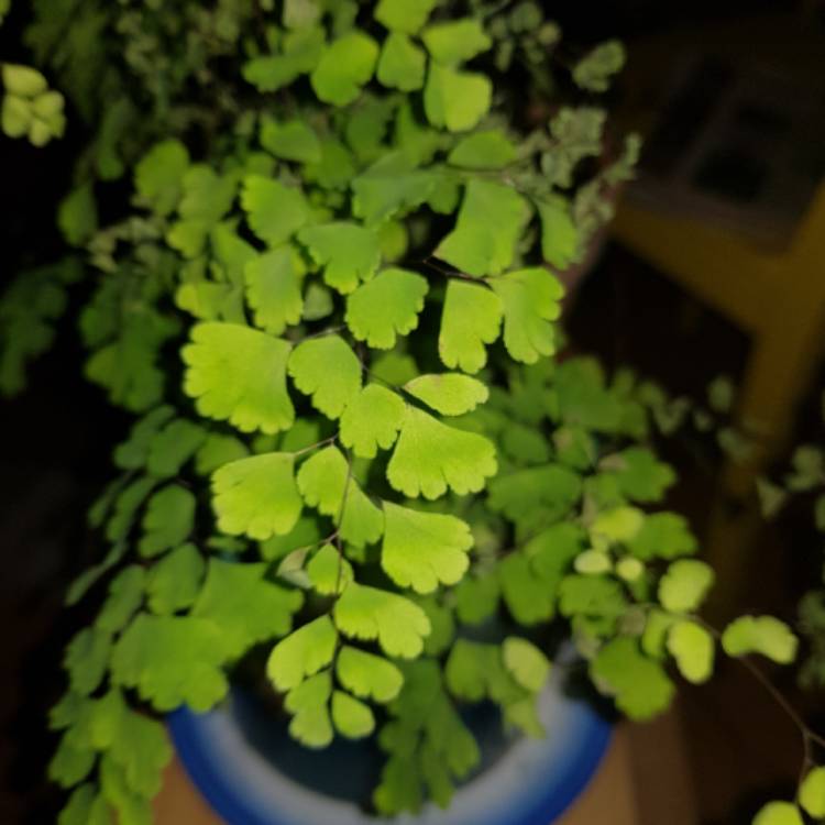 plant image 682847