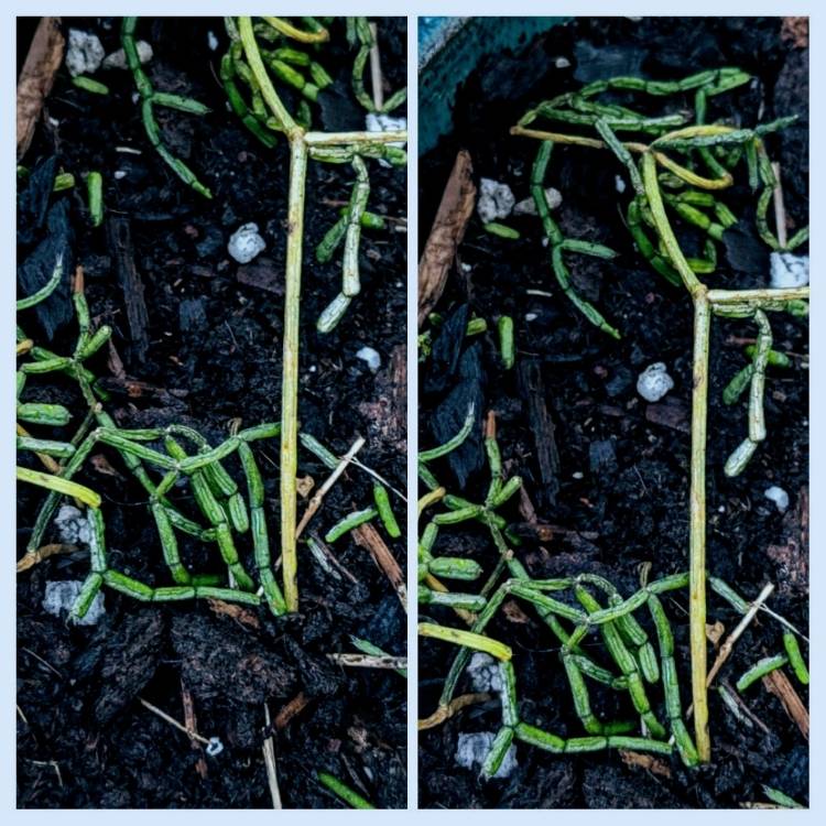 Plant image Rhipsalis