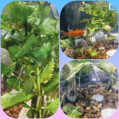 Hygrophila Difformis