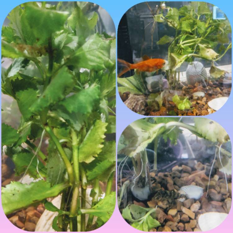 Plant image Hygrophila Difformis