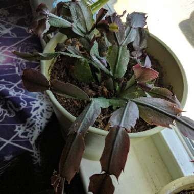 Schlumbergera truncata