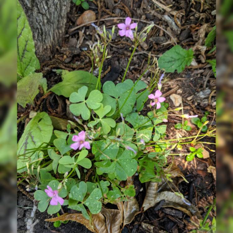 Plant image Oxalis oregana