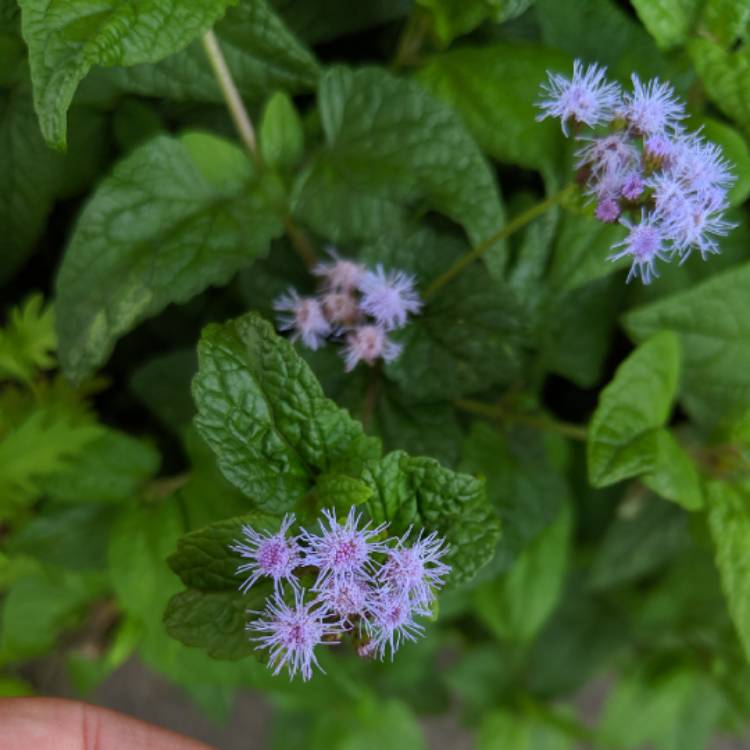 Plant image Conoclinium coelestinum

