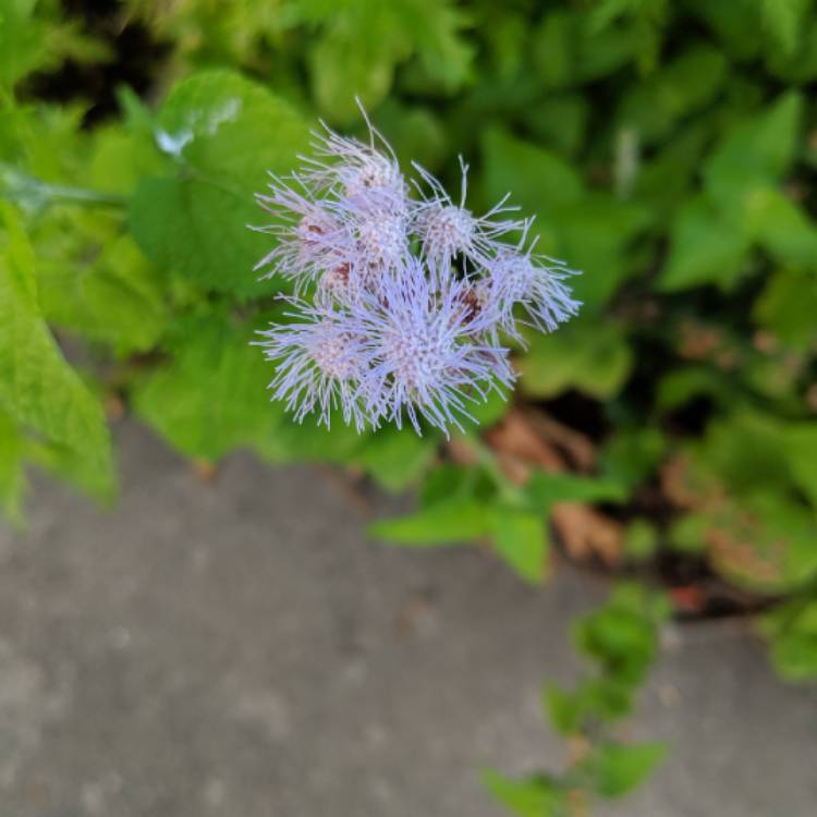 Plant image Conoclinium coelestinum

