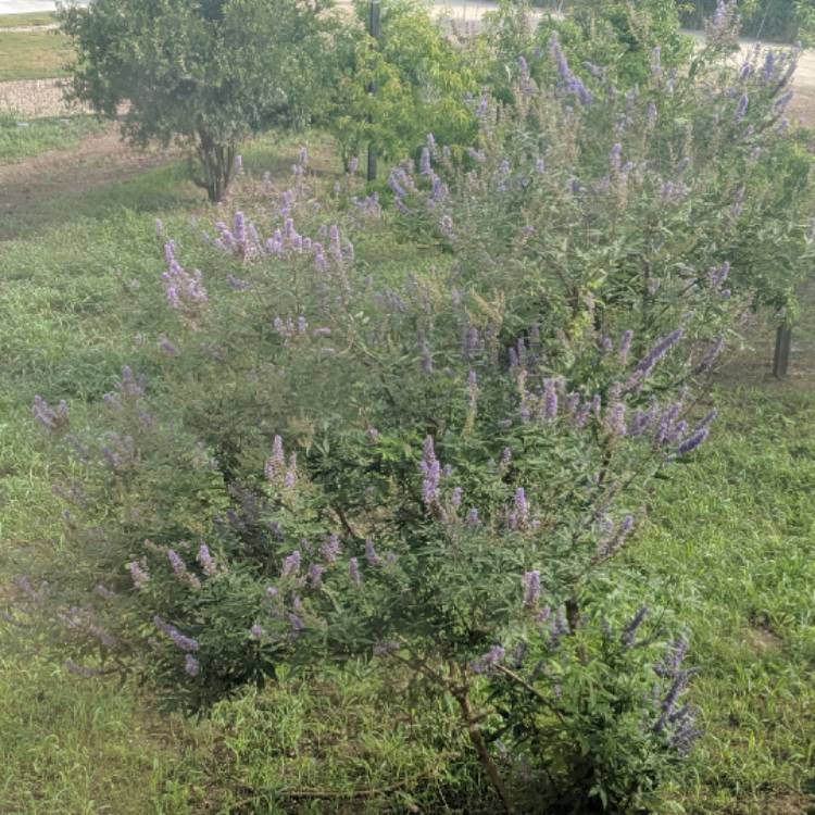plant image 1111978