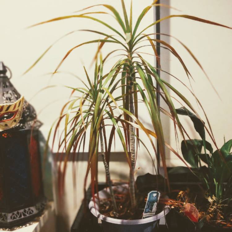 Plant image Dracaena marginata 'Tricolour'
