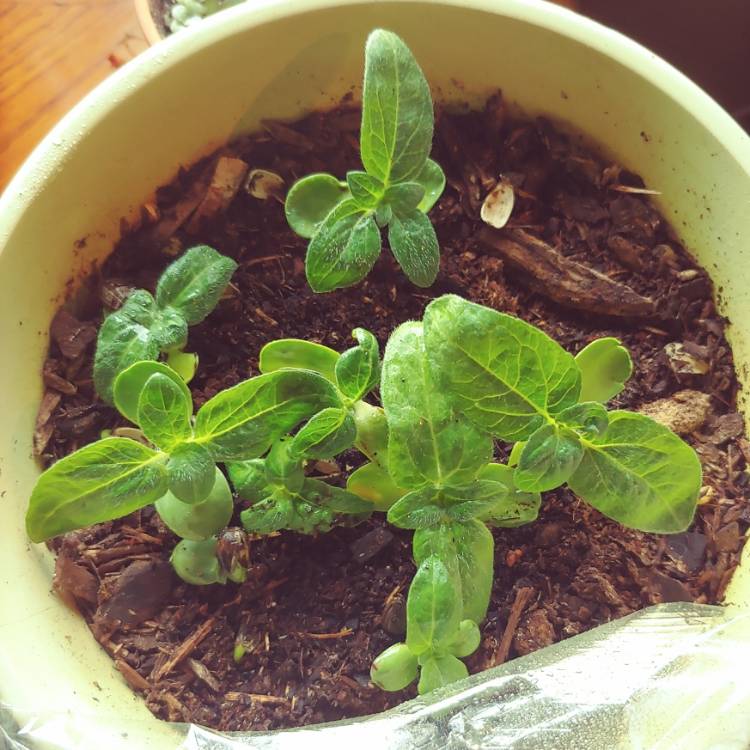 plant image 1327913