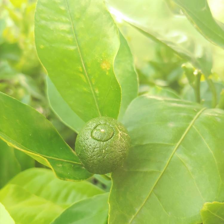 Plant image Citrus