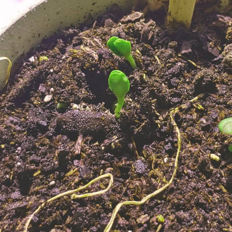 plant image 1450500