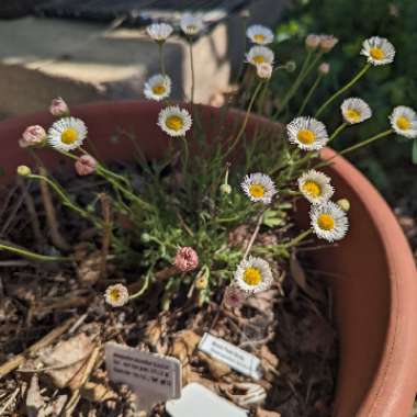 Blackfoot Daisy