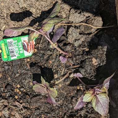 Purple Basil