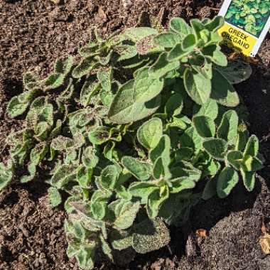 Greek Oregano