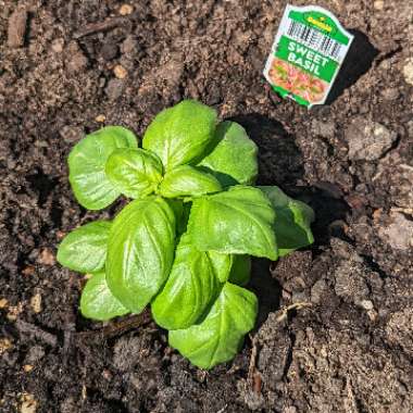 Basil