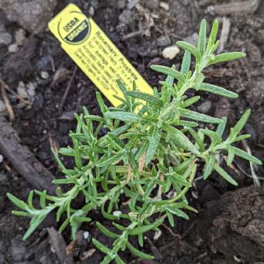 Rosemary 'Prostratus Group'