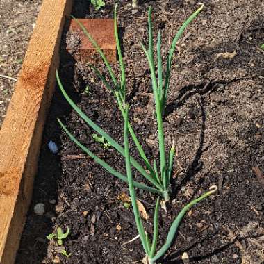 Spring Onion