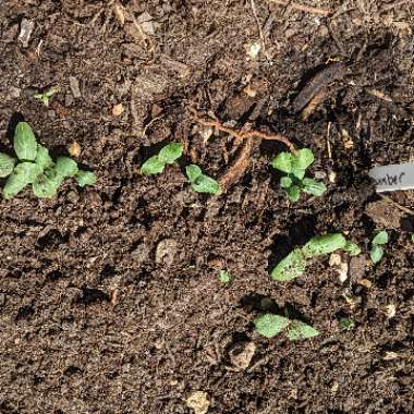 Cucumber