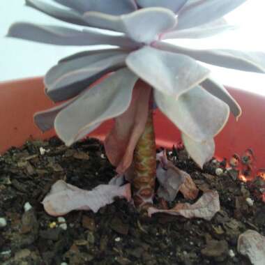 Echeveria Perle Von Nurnberg