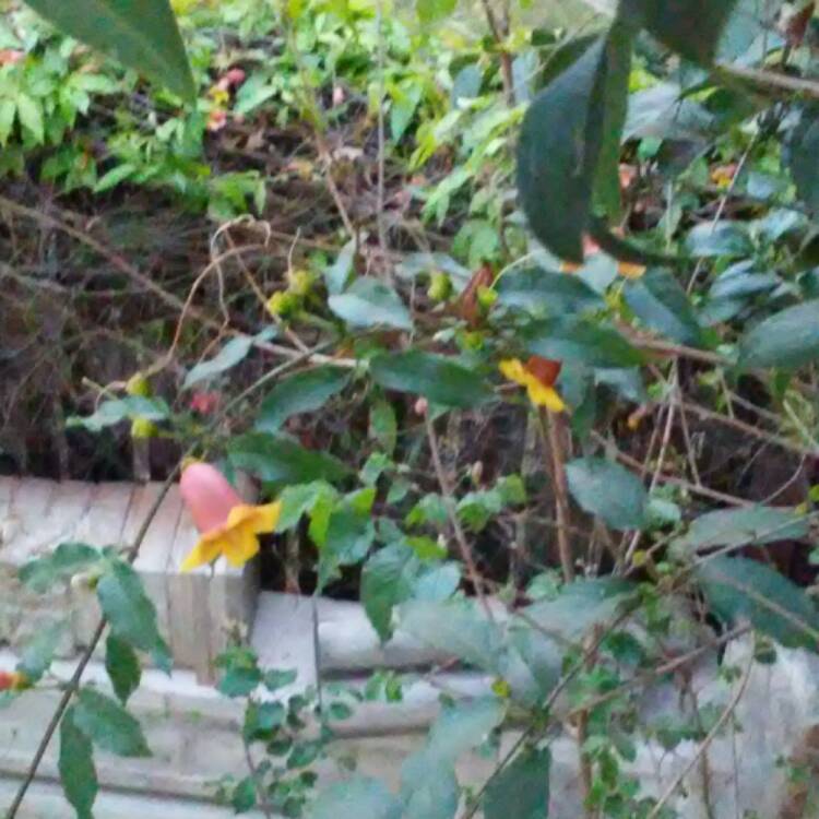 Plant image Pyrostegia Venusta syn. Bignonia ignea ;  Bignonia venusta