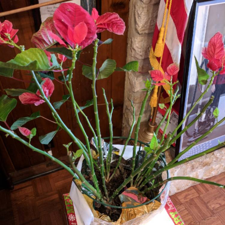 plant image 630551