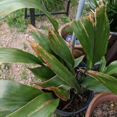 Aspidistra elatior