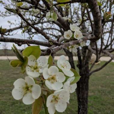 Pyrus communis