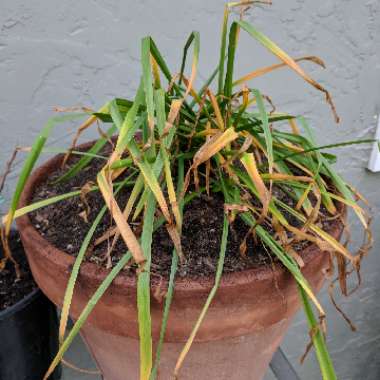 Leucojum aestivum 'Gravetye Giant'