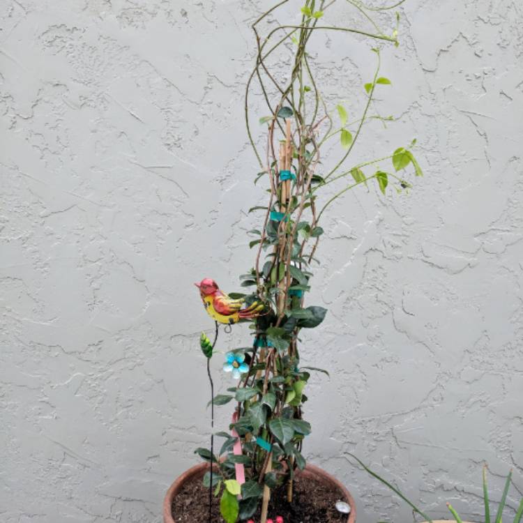 Plant image Trachelospermum jasminoides 'Tricolor'