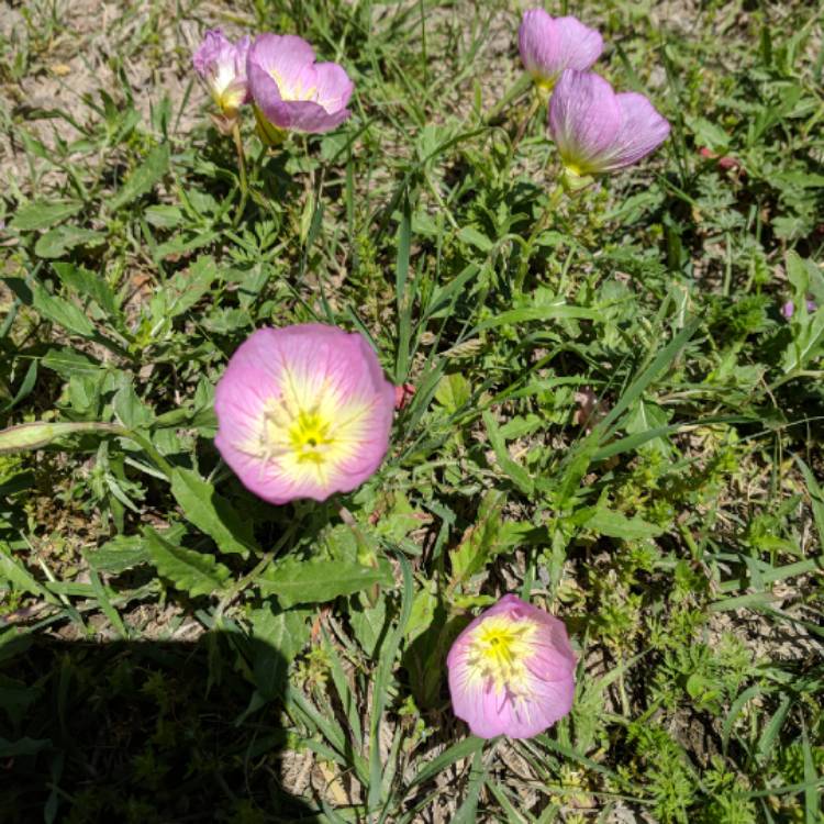 plant image 660271