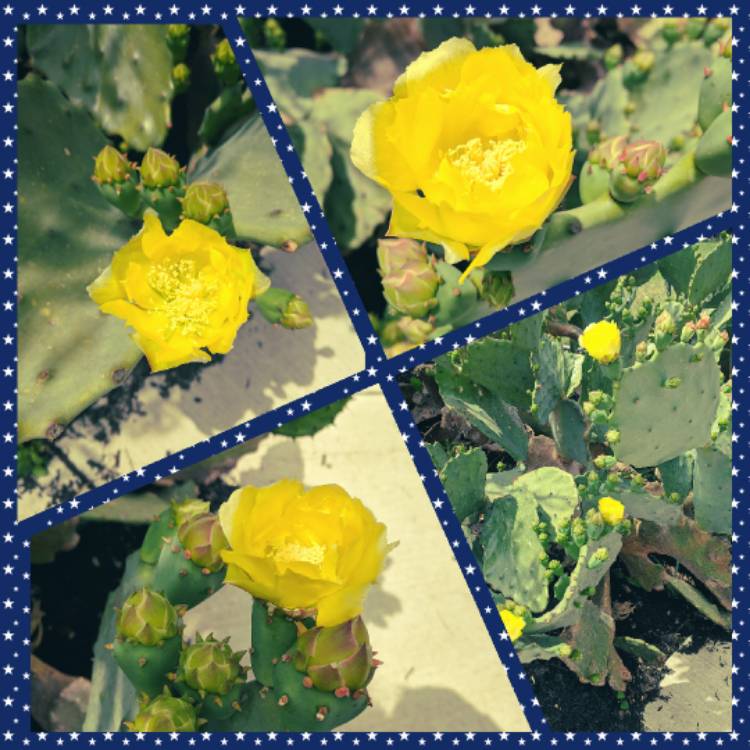 Plant image Opuntia