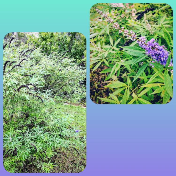 Plant image Vitex agnus-castus