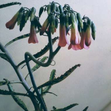 Kalanchoe daigremontiana syn. Bryophyllum daigremontianum