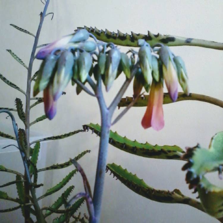 Plant image Kalanchoe daigremontiana syn. Bryophyllum daigremontianum
