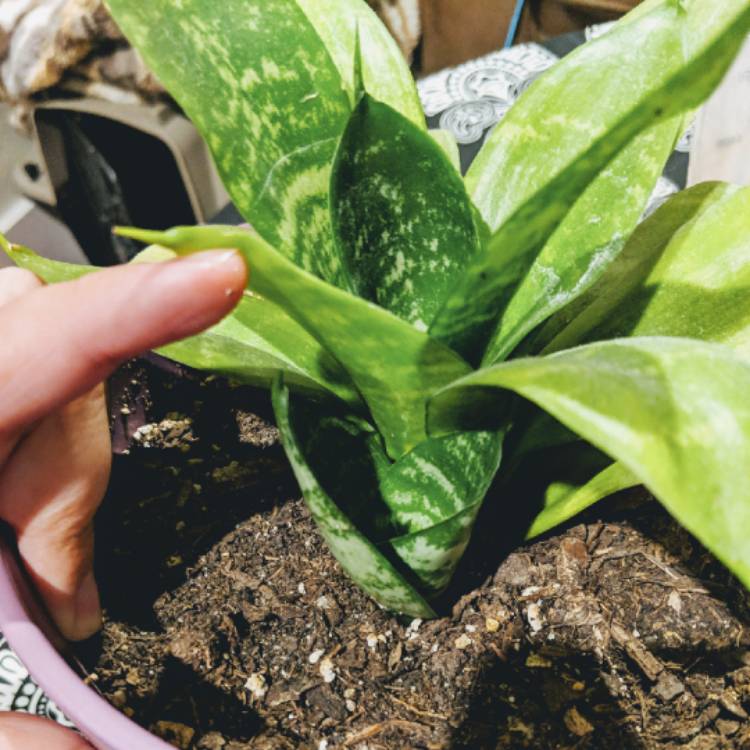 Plant image Sansevieria trifasciata Hahnii