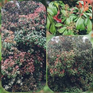 Photinia x fraseri 'Robusta'