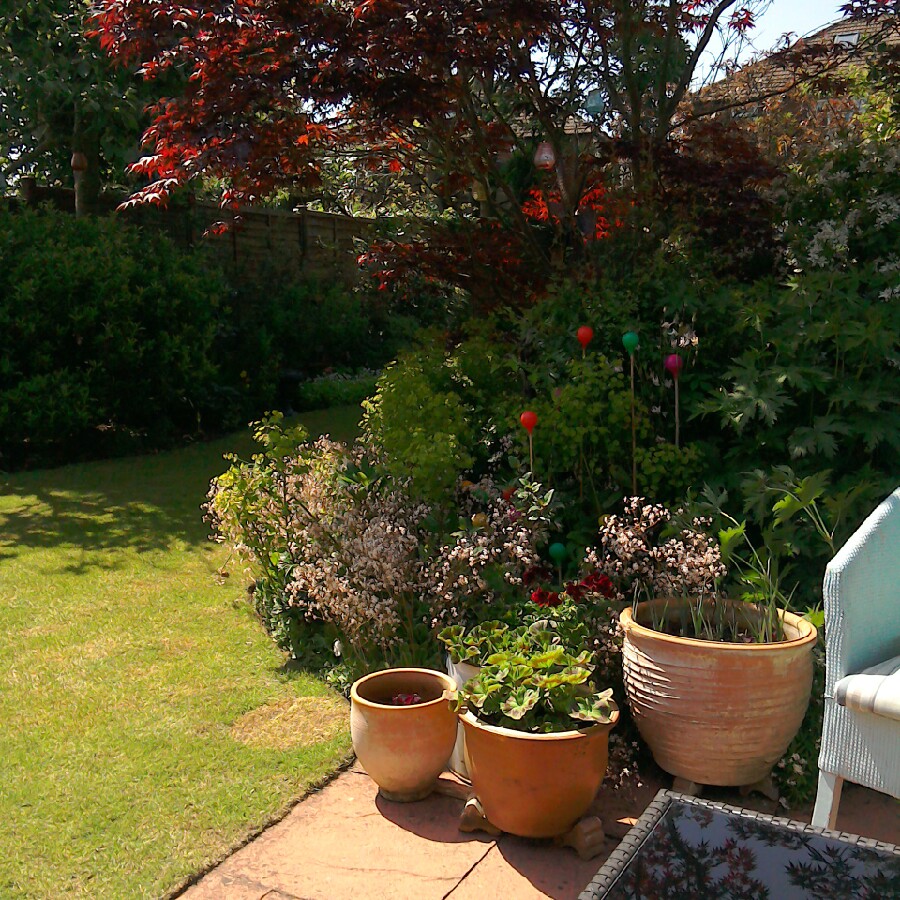 Ann's garden