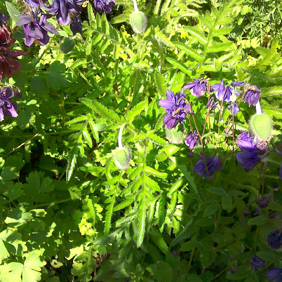 Ann's garden