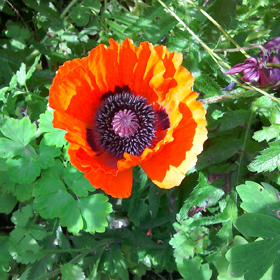 Poppy