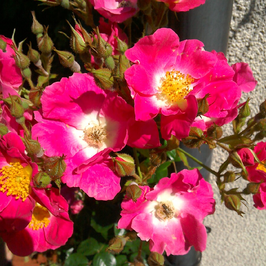 Plant image Rosa 'American Pillar'
