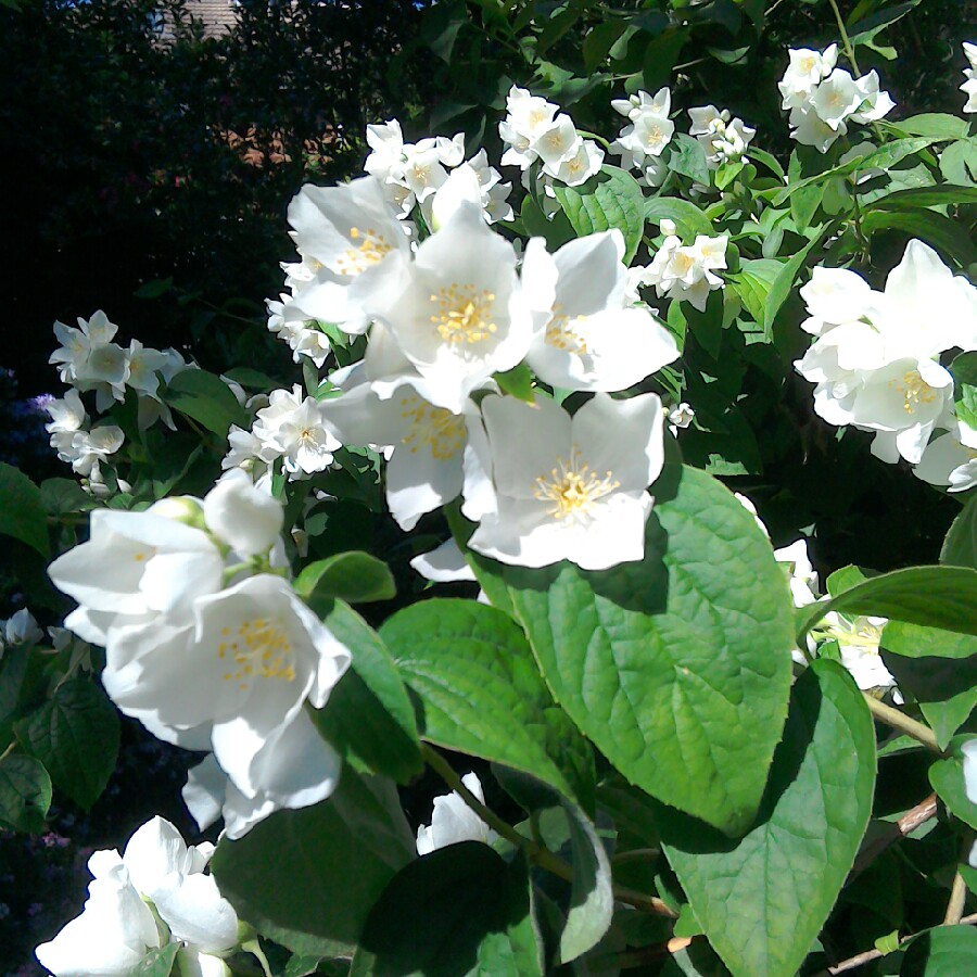 Ann's garden
