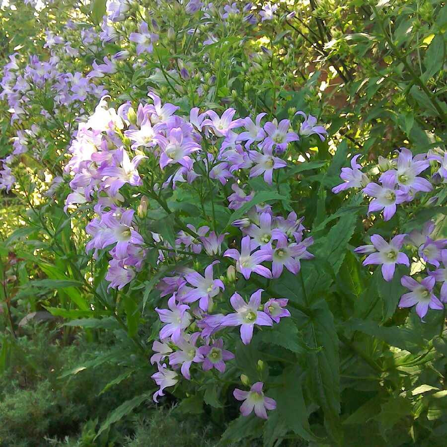 Ann's garden