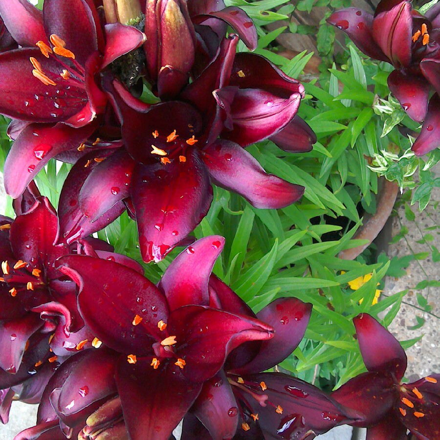 Ann's garden