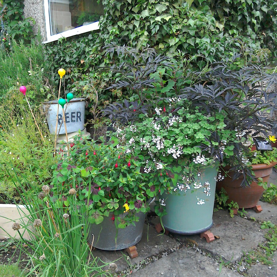 Ann's garden