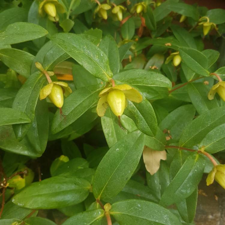 Plant image Hypericum 'Golden Beacon'
