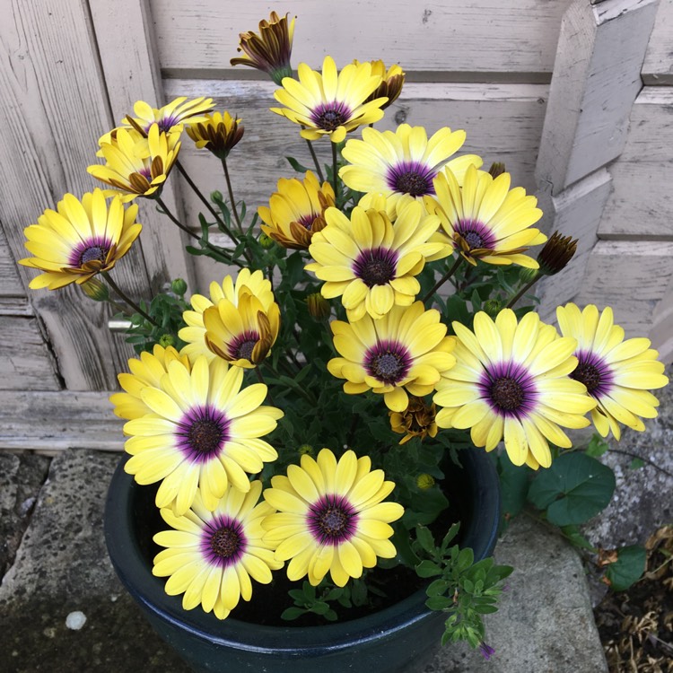 Plant image Osteospermum 'Serenity Blue Eyed Beauty'