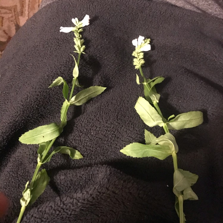 plant image 1416387