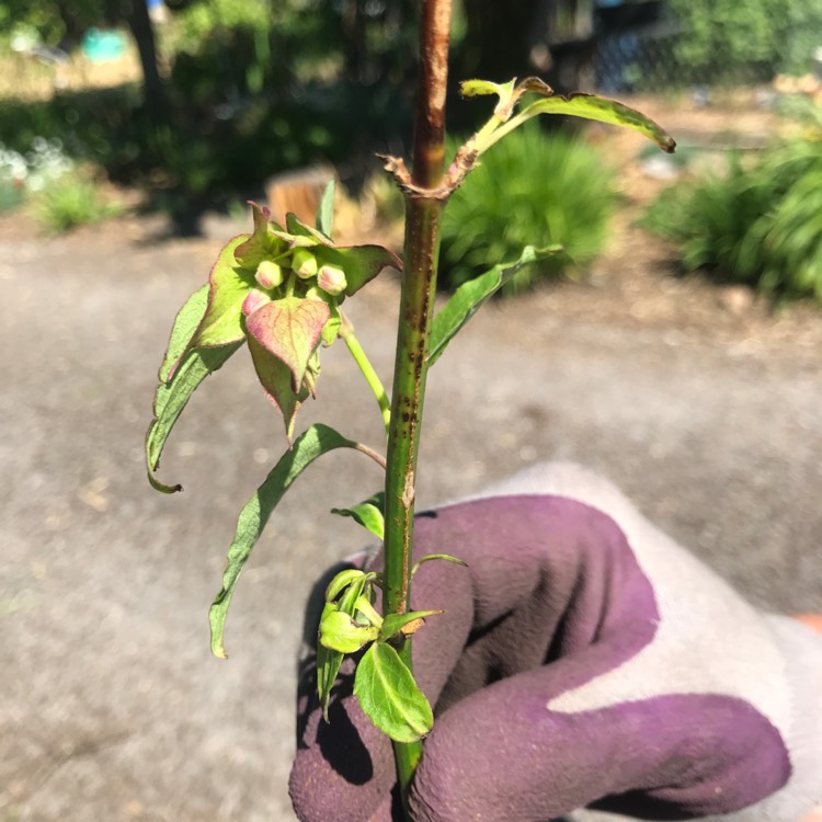 plant image 1490924