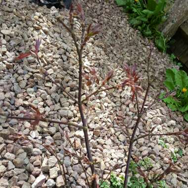 Cut Leaf Japanese Maple 'Heartbeat'